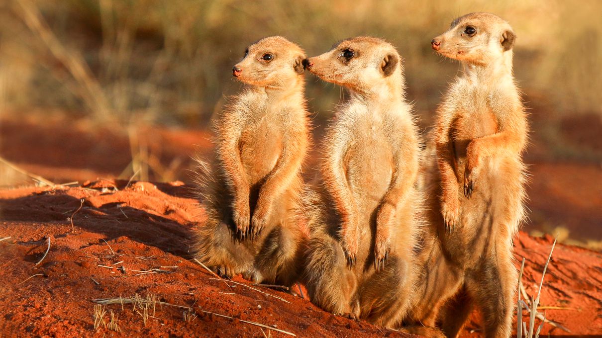 It's OK If You Don't Know Much About Animals. Take This Quiz to Learn Something New Meerkat