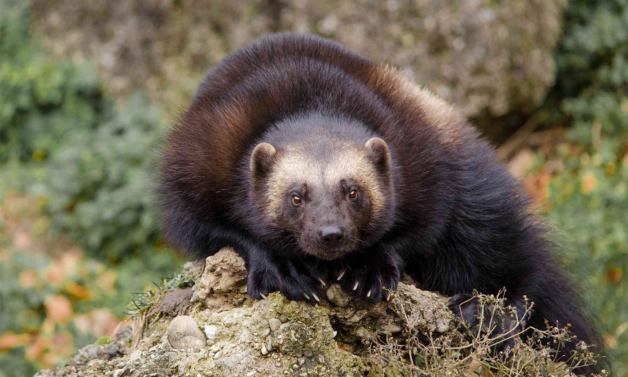 W Trivia Quiz Wolverine