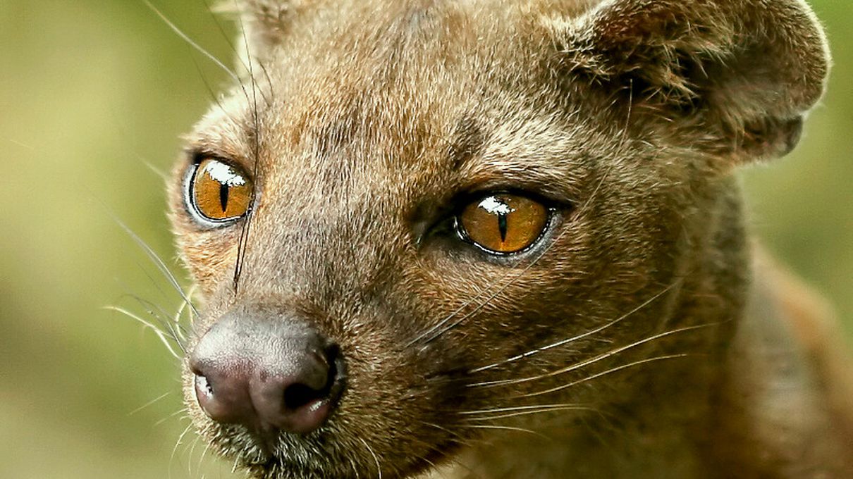 Can You Beat Your Friends in This Quiz That’s All About Animals? Fossa