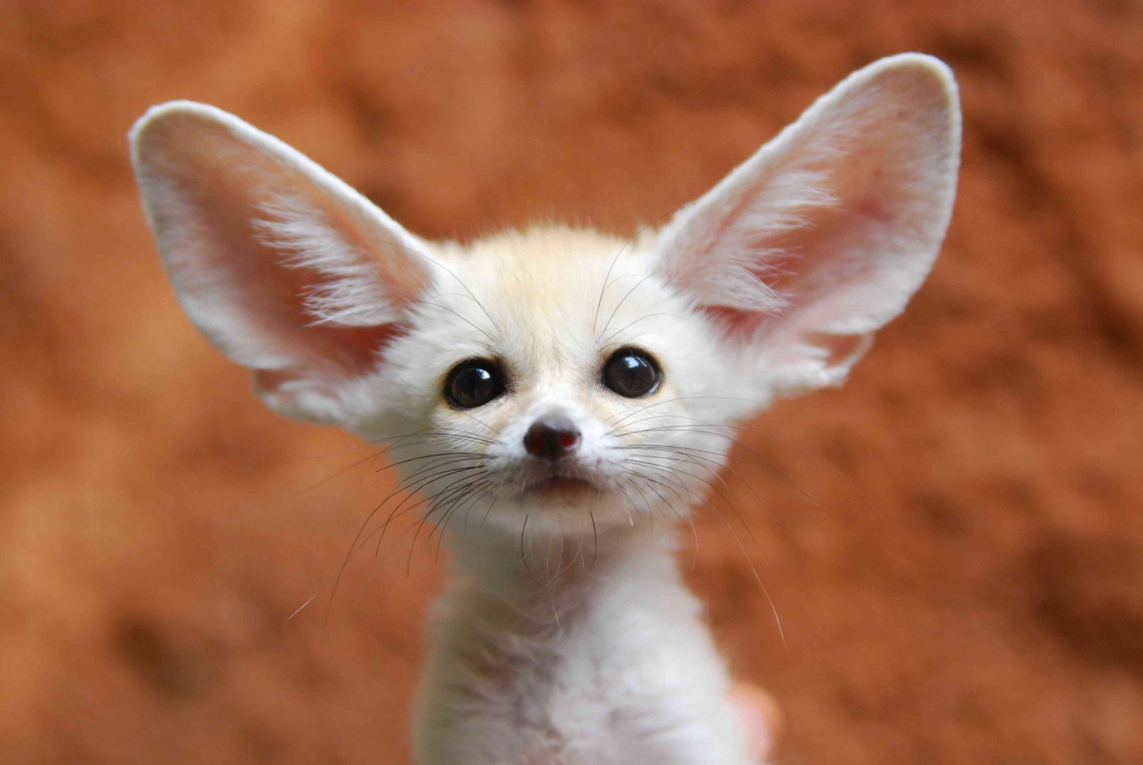 Desert Trivia Quiz Fennec fox