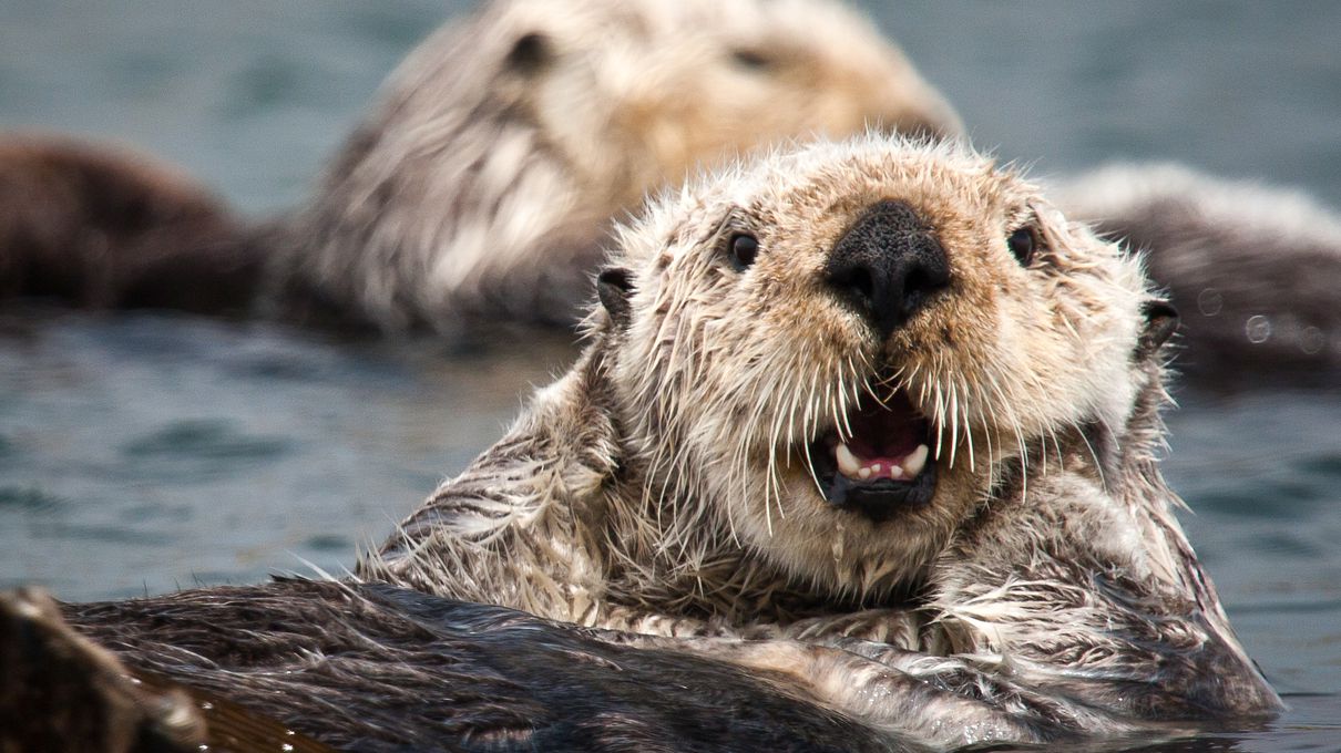 Mermaid Trivia Quiz Sea otter