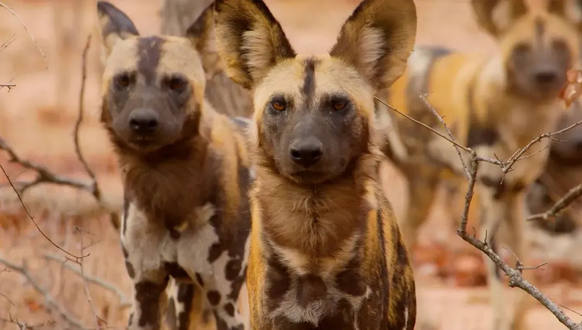 This Dog Trivia Quiz Will Separate the 🐶 Pups from the Top Dogs 🐕 – Are You Ready to Play? African wild dogs