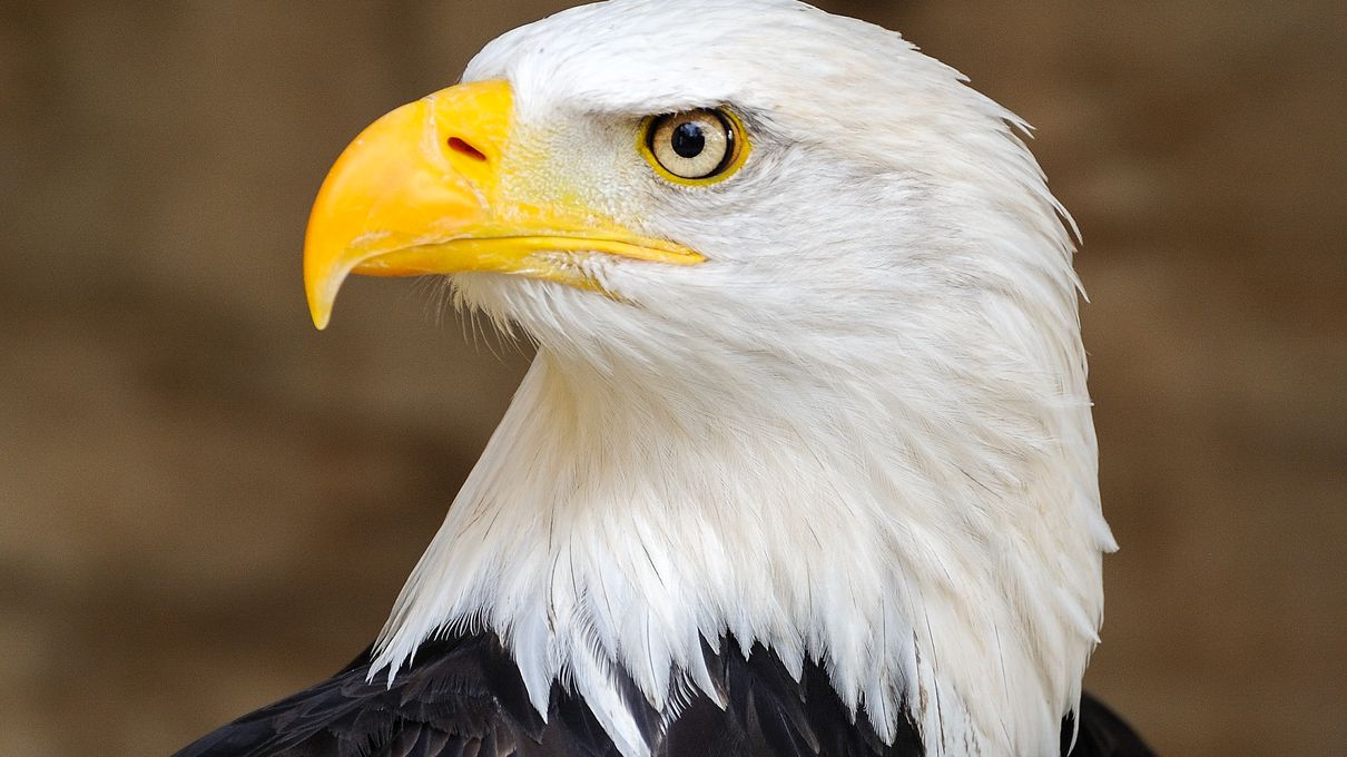 Can You Conquer All 7 Continents In This 30-Question Quiz? Bald eagle