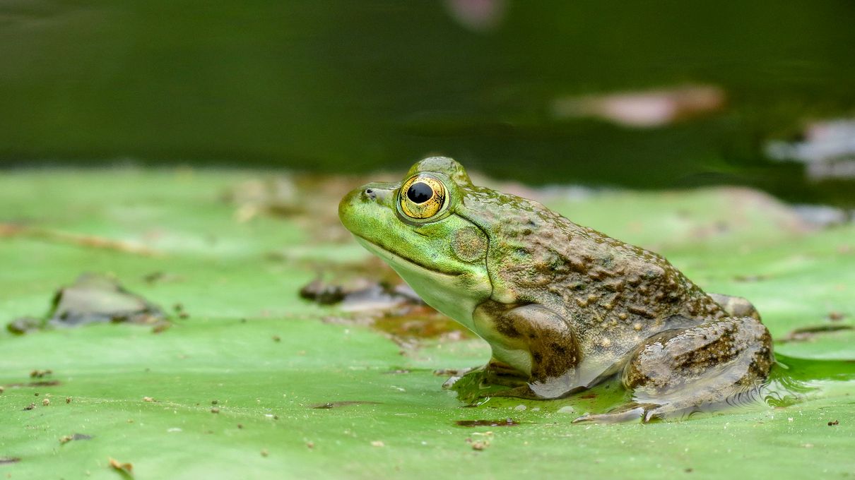 🐒 If You Can Answer 18 of These 24 Animal Questions Correctly, You Likely Know More Than Most People American bullfrog