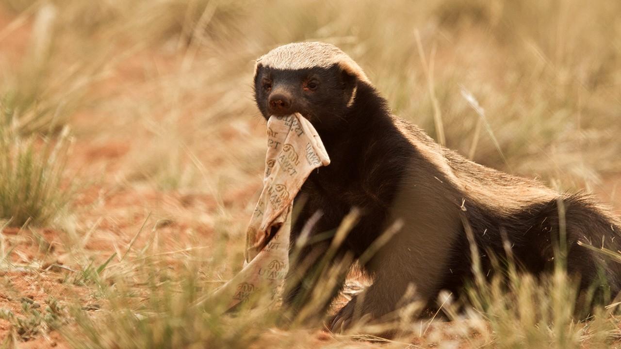 This Animal Quiz Might Not Be Hardest 1 You've Ever Taken, But It Certainly Isn't Easy Honey badger