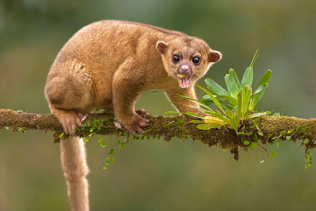 This 25-Question Mixed Trivia Quiz Was Made to Prevent You from Passing. Can You Beat the Odds? Kinkajou