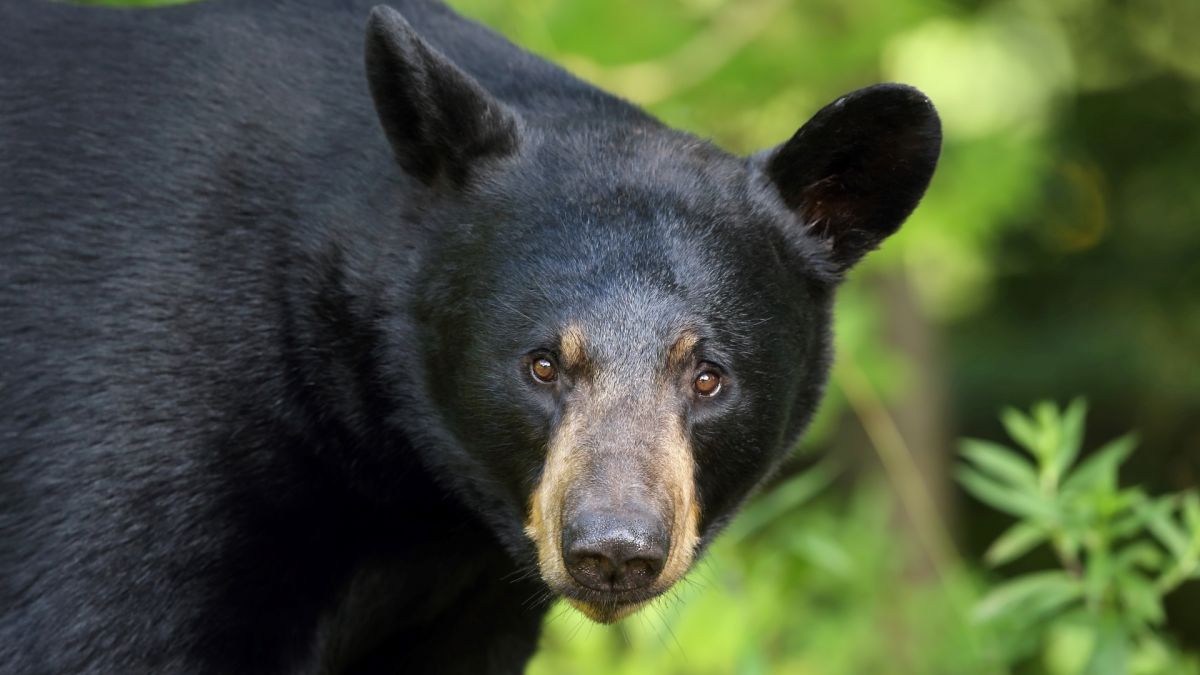 Can You Conquer All 7 Continents in This 30-Question Quiz? Black bear Omnivore