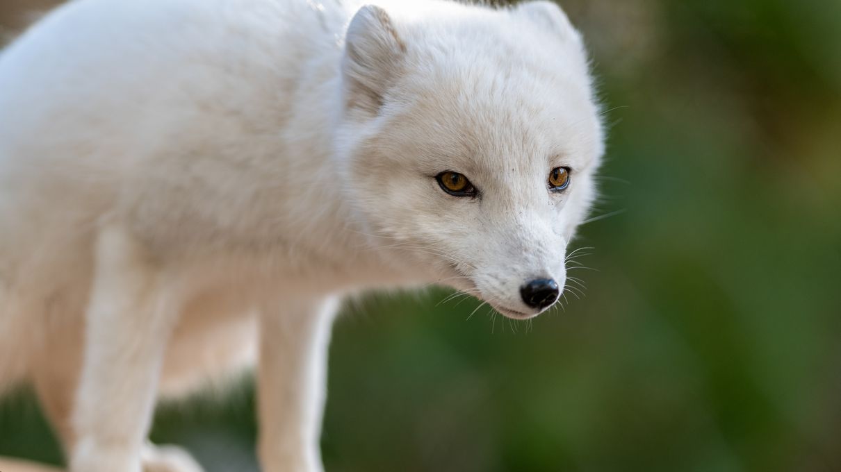 Winter Trivia Quiz Arctic fox