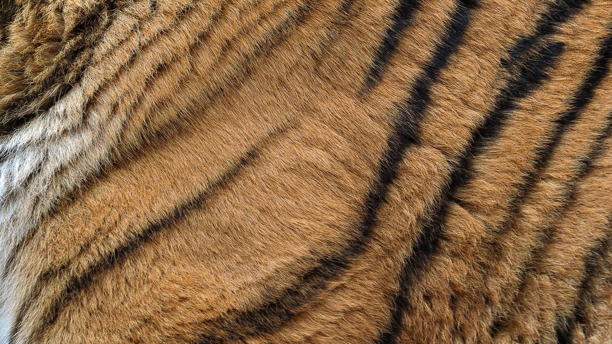 It's OK If You Don't Know Much About Animals. Take This Quiz to Learn Something New Tiger fur