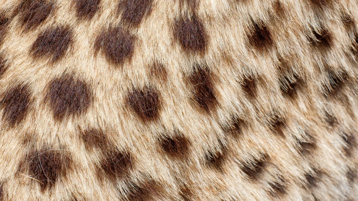 Impassable Mixed Knowledge Quiz - 24 Questions & Answers Cheetah fur