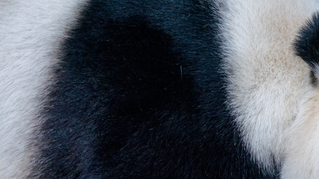 Panda fur
