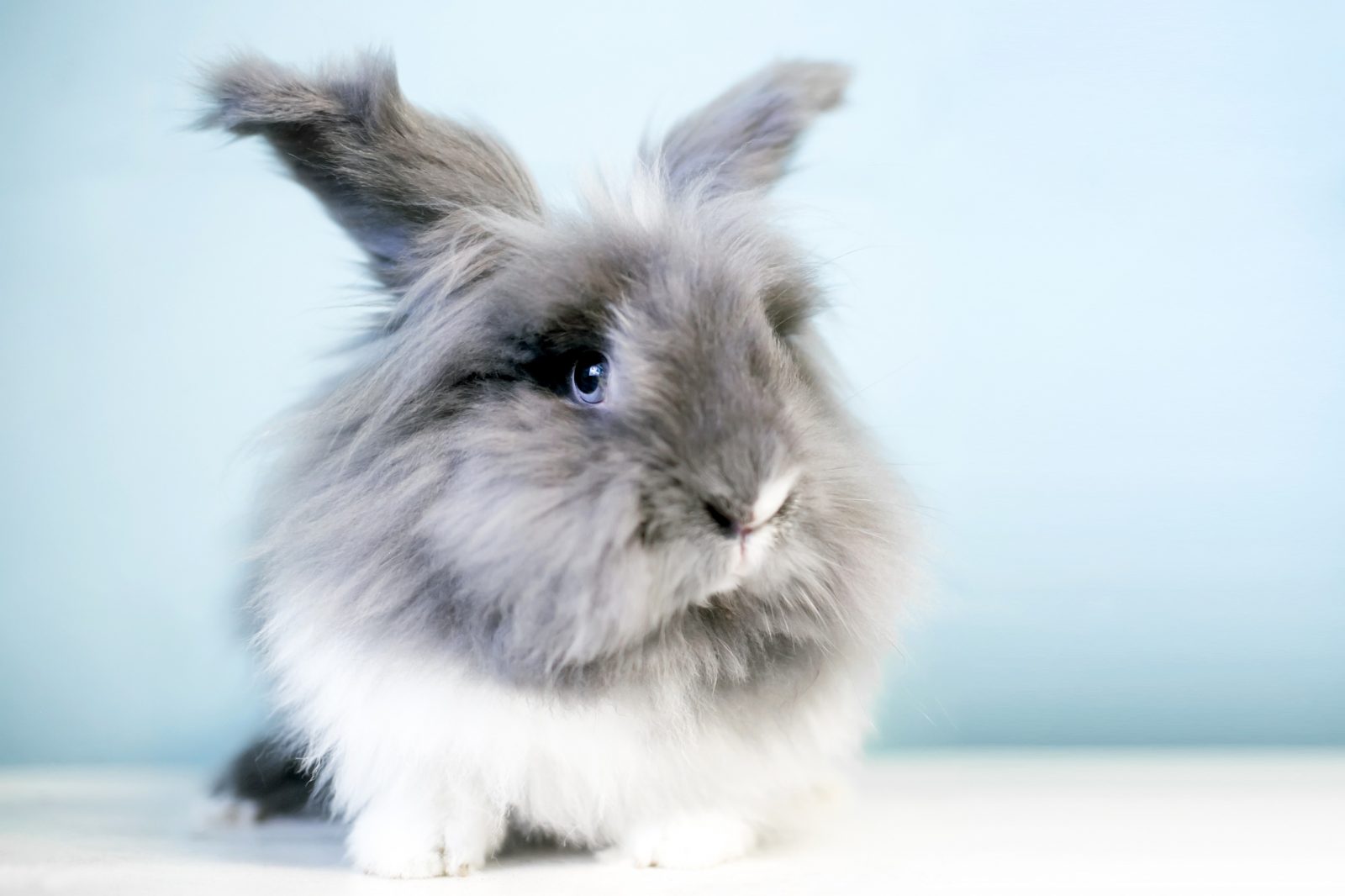 This Animal Quiz Might Not Be Hardest 1 You've Ever Taken, But It Certainly Isn't Easy Lionhead rabbit
