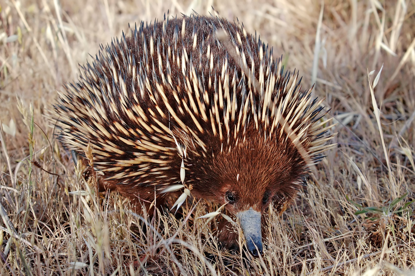 Alphabet Animals Pet Quiz Echidna