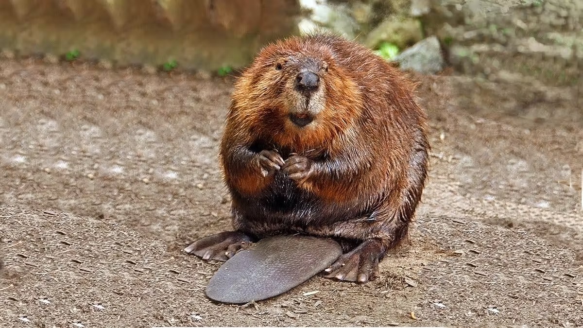 Foods Named After Animals Quiz Beaver