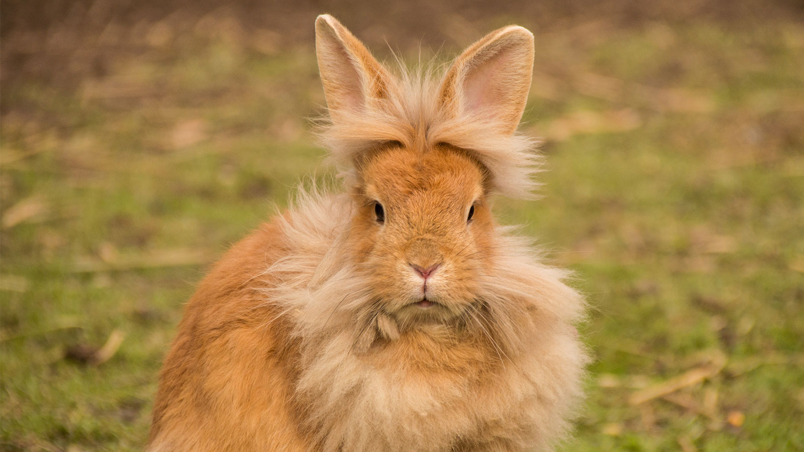 It's OK If You Don't Know Much About Animals. Take This Quiz to Learn Something New Lionhead rabbit
