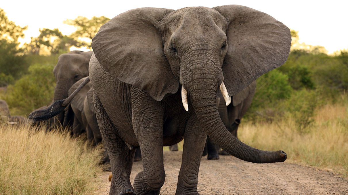 Can You Beat Your Friends In This Quiz That's All About Animals? Elephant