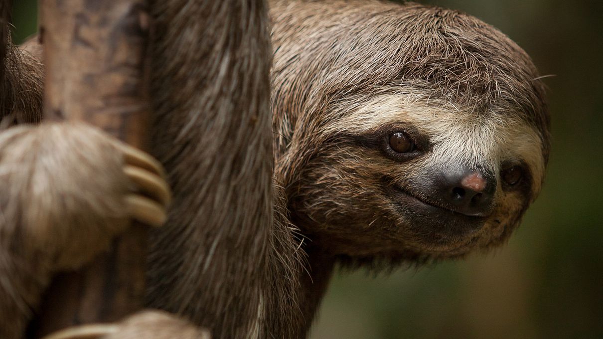 You got: Sloth! Which of the Seven Deadly Sins Are You?