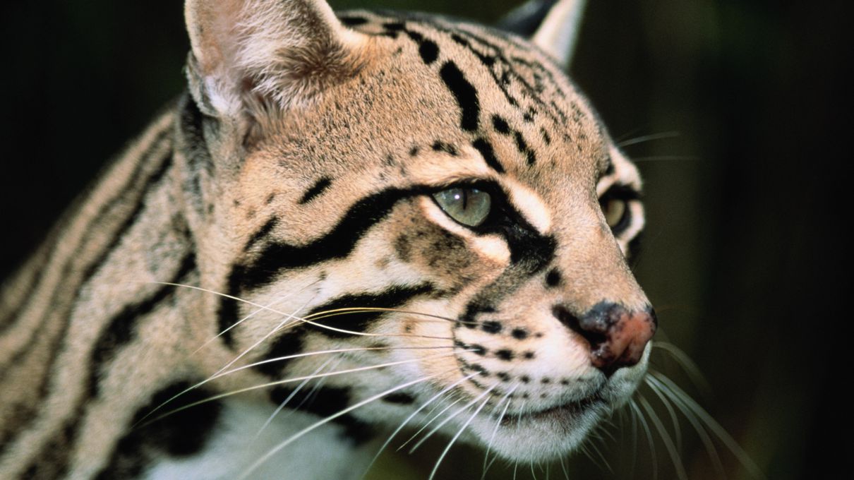 Harry Potter A-Z Quiz Ocelot