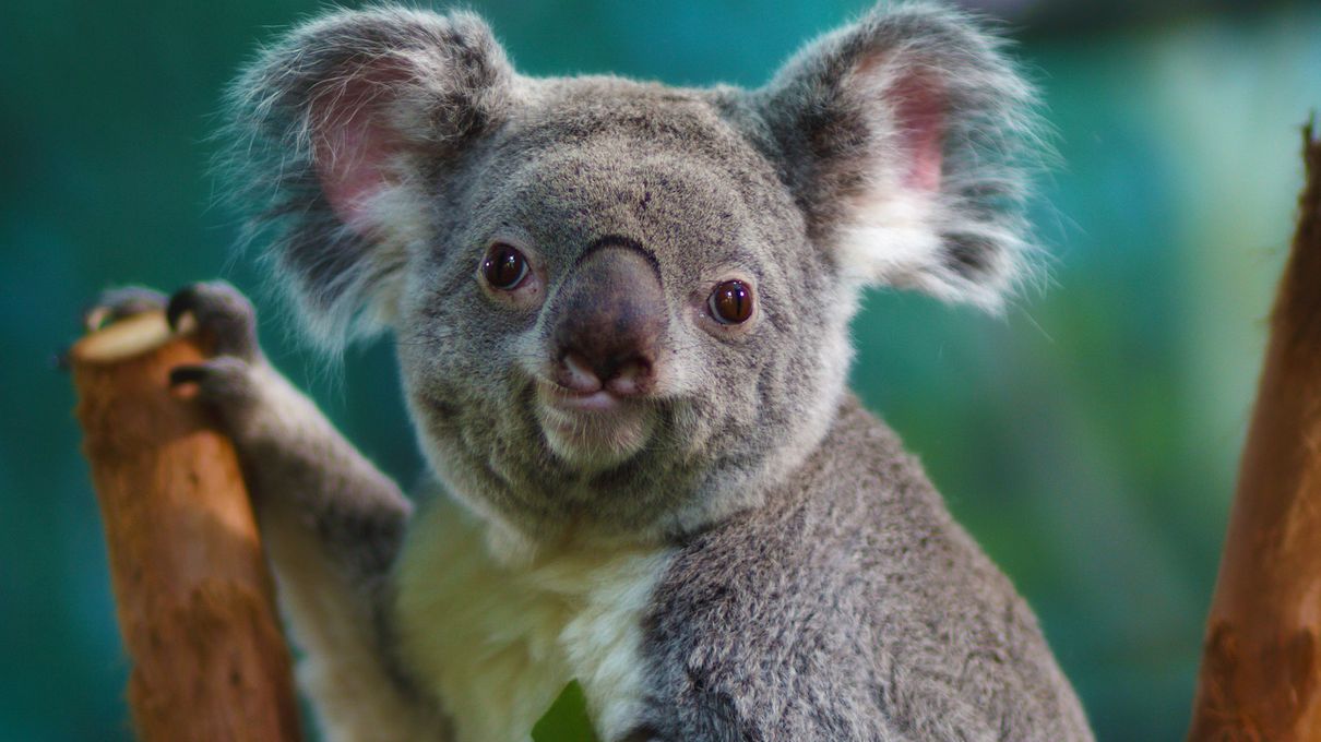 World Wildlife Day Quiz Koala