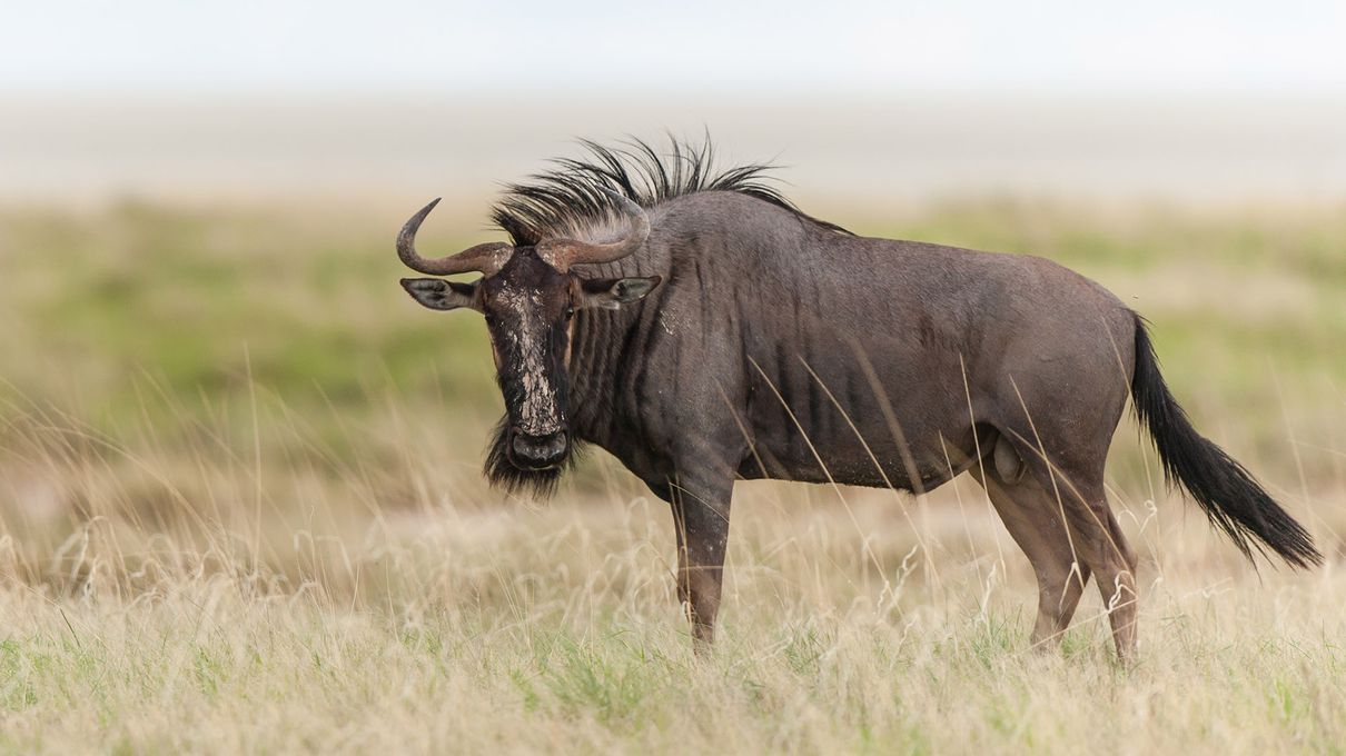 Pick Animals & Find Out Your True Season Quiz Wildebeest