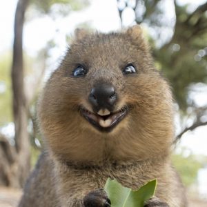 Can We Accurately Guess Your Zodiac Element Just by the Team of Animals You Build? Quokka