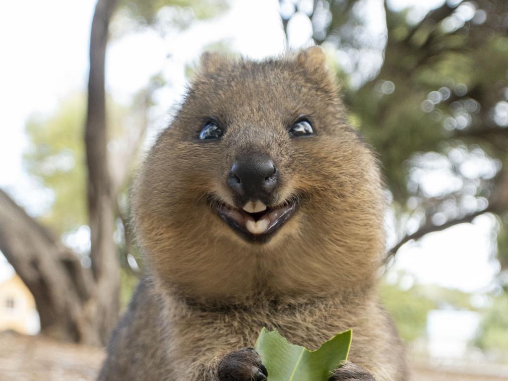 Happiness Trivia Questions And Answers Quiz Quokka