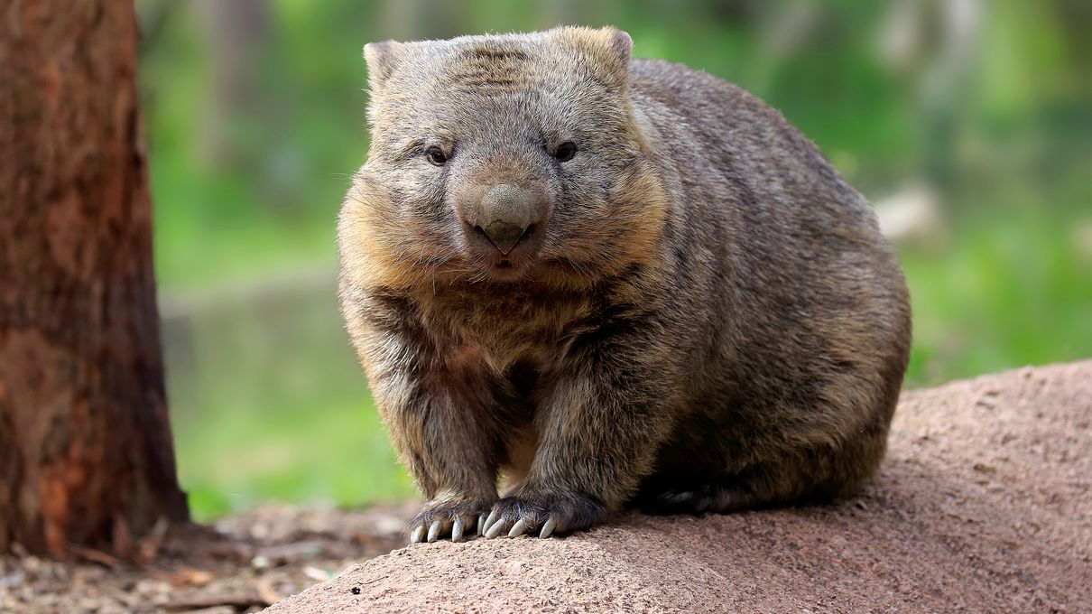Can You Conquer All 7 Continents in This 30-Question Quiz? Wombat