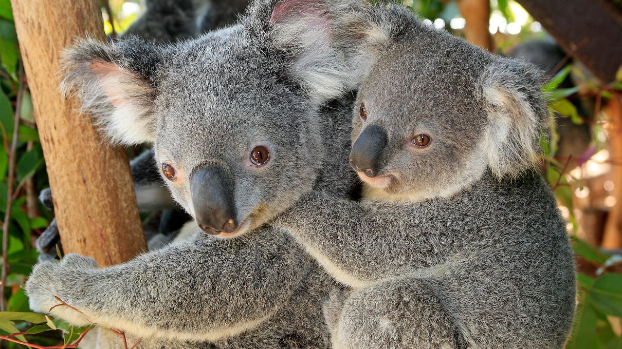 Can We Accurately Guess Your Zodiac Element Just by the Team of Animals You Build? Koala