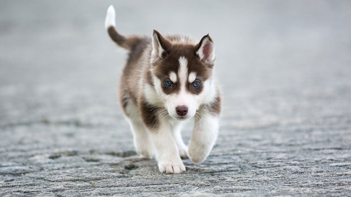 Winter Spirit Animal Quiz Husky