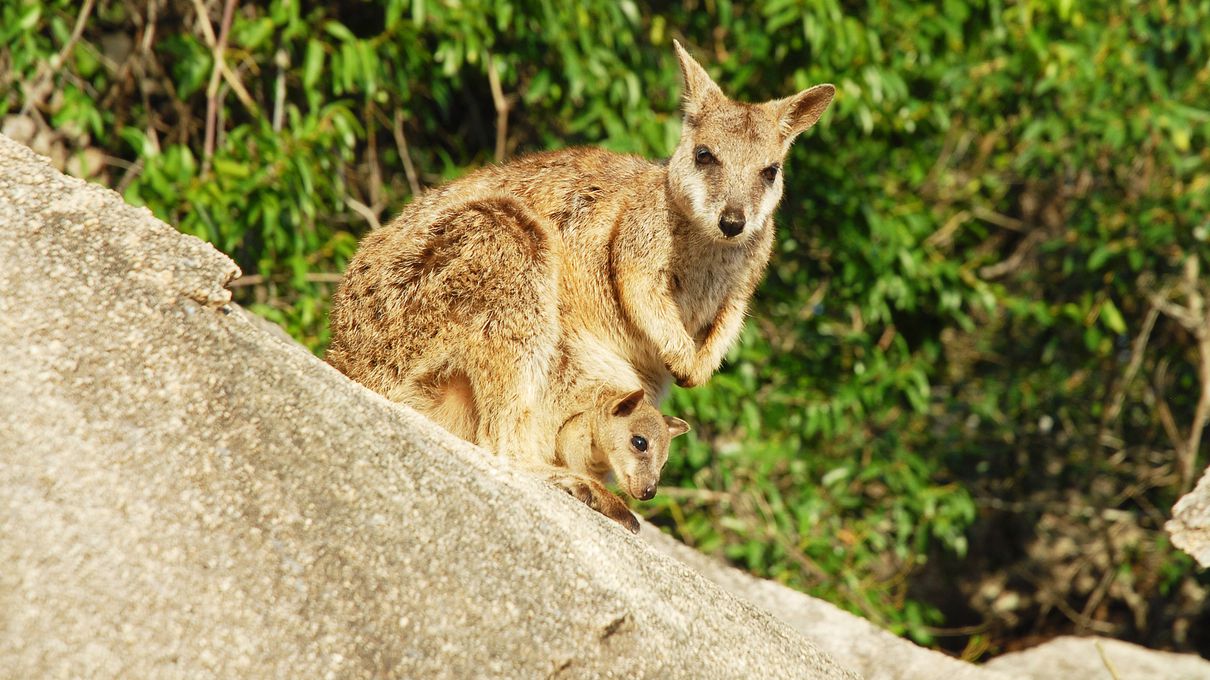 Second Largest Animals Wallaby