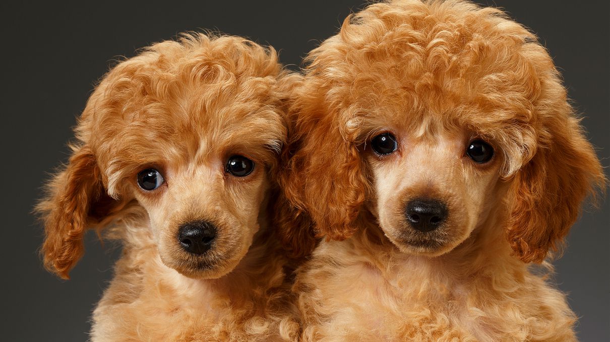 🐶 Form a Team of Dogs to Find Out If You’re an Introvert or an Extrovert Poodle