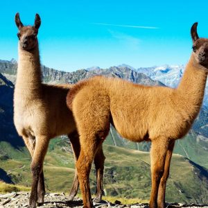 Can We Accurately Guess Your Zodiac Element Just by the Team of Animals You Build? Llama