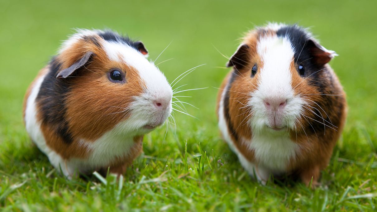 🐒 If You Can Answer 18 of These 24 Animal Questions Correctly, You Likely Know More Than Most People Guinea pig