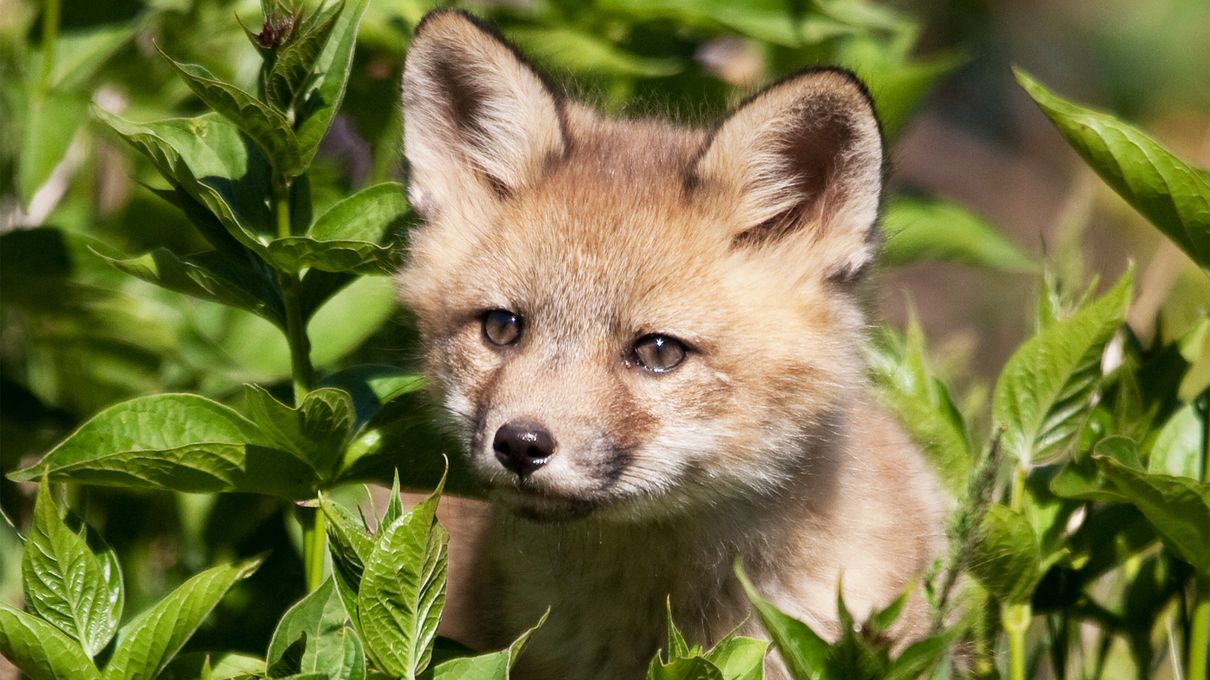 November Trivia Quiz Fox