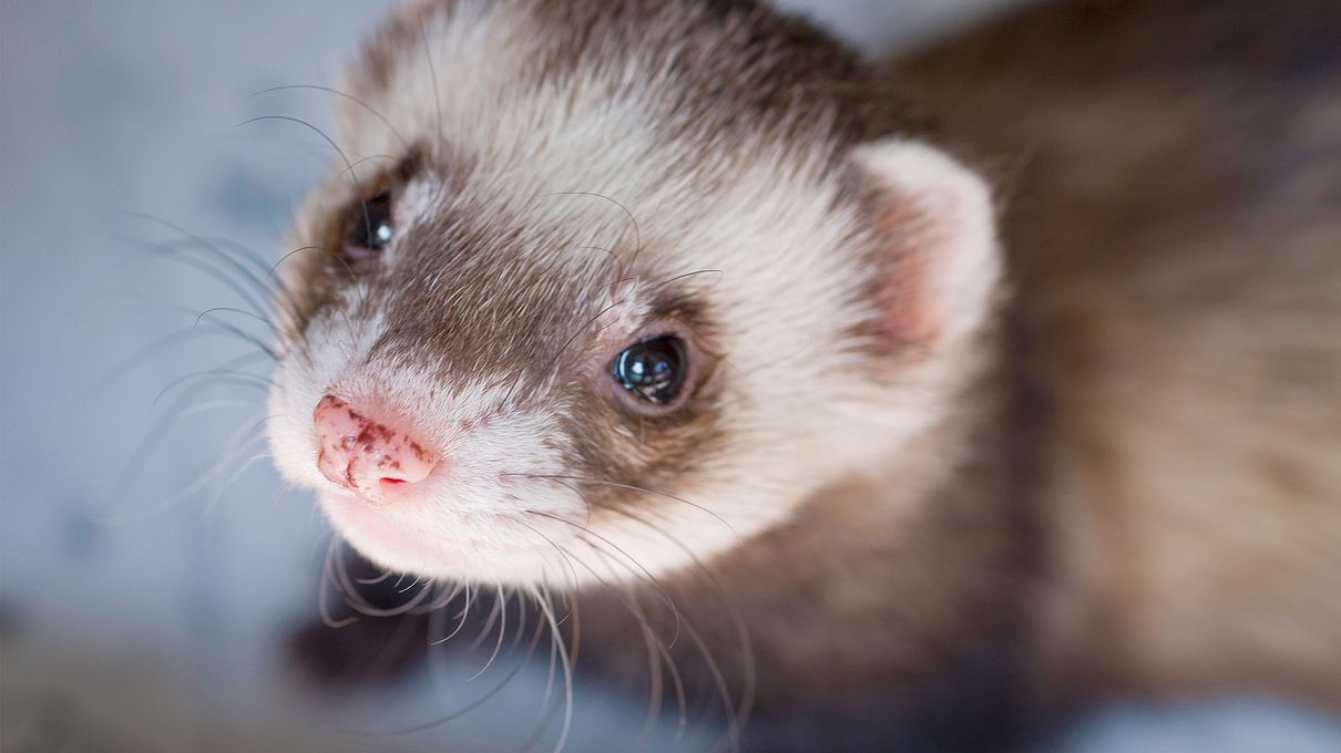 Alphabet Animals Pet Quiz Ferret