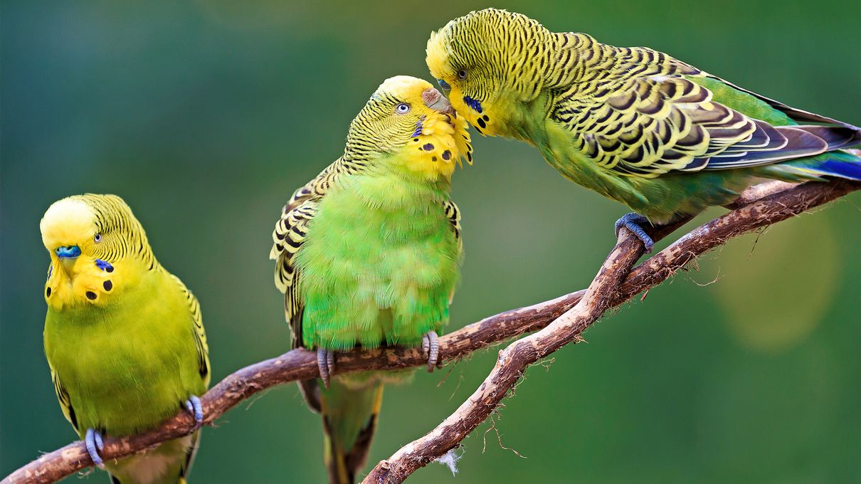 Can You *Actually* Score at Least 83% On This All-Rounded Knowledge Quiz? Parakeet