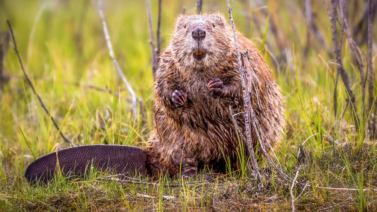 🐒 If You Can Answer 18 of These 24 Animal Questions Correctly, You Likely Know More Than Most People Beaver