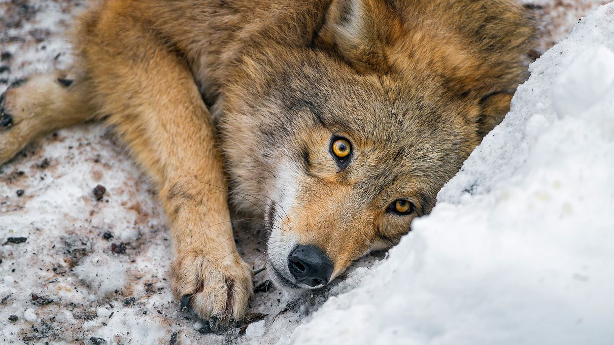November Trivia Quiz Wolf