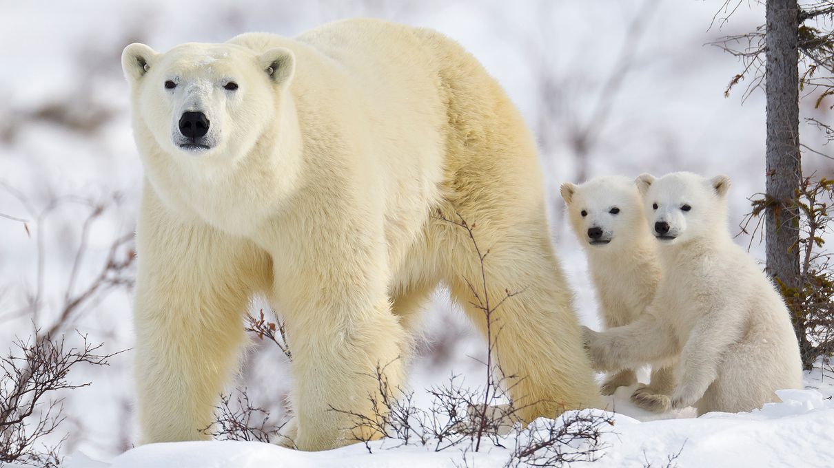 🔭 Are You Intelligent Enough to Pass This Challenging Science Quiz? Let’s Find Out Polar bear