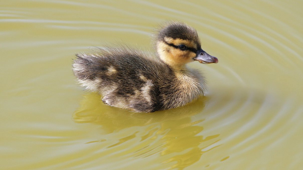 Evolution Quiz Webbed feet in aquatic birds