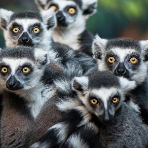 Can We Accurately Guess Your Zodiac Element Just by the Team of Animals You Build? Lemur