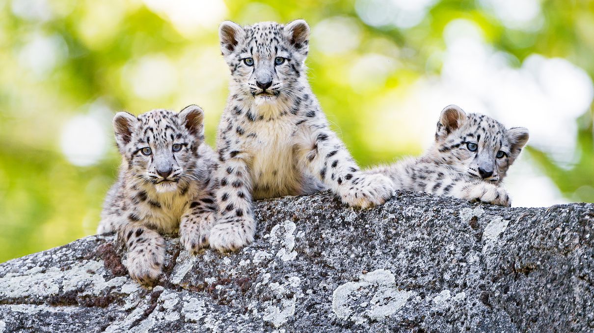 Rain Or Snow Quiz Snow leopard