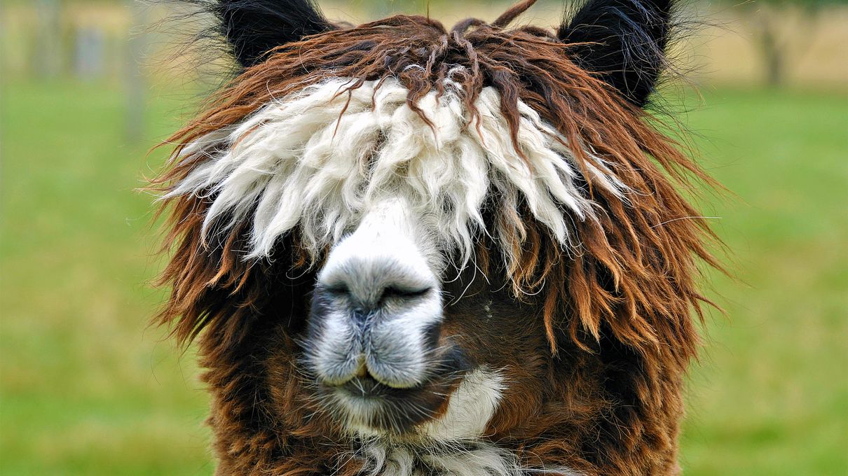 Alphabet Animals Pet Quiz Alpaca