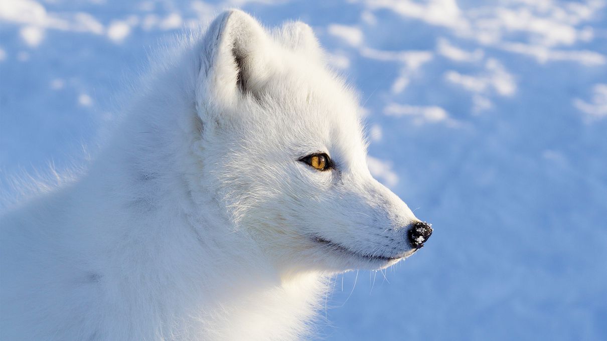 World Environment Day Quiz Arctic fox