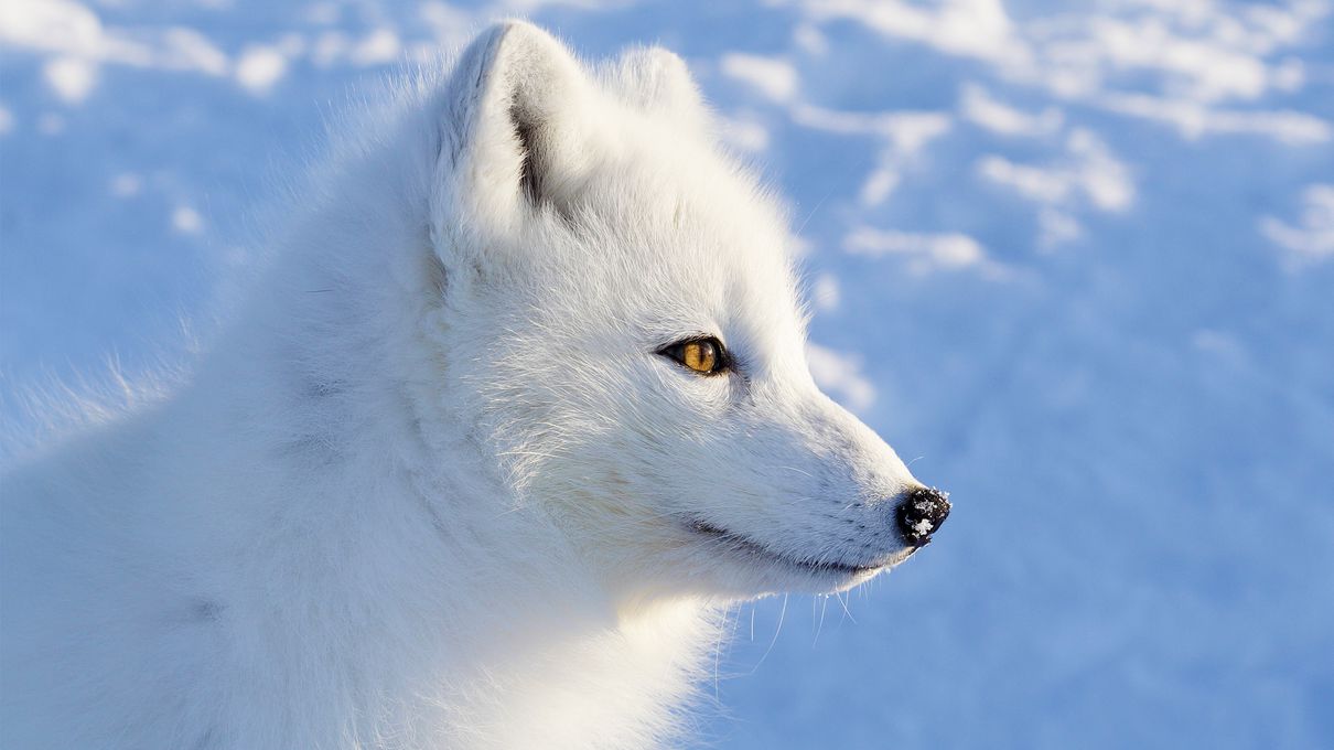 We’ve Gone to the Dogs! 🐕 Can You Ace This 20-Question Dog Quiz? Arctic fox