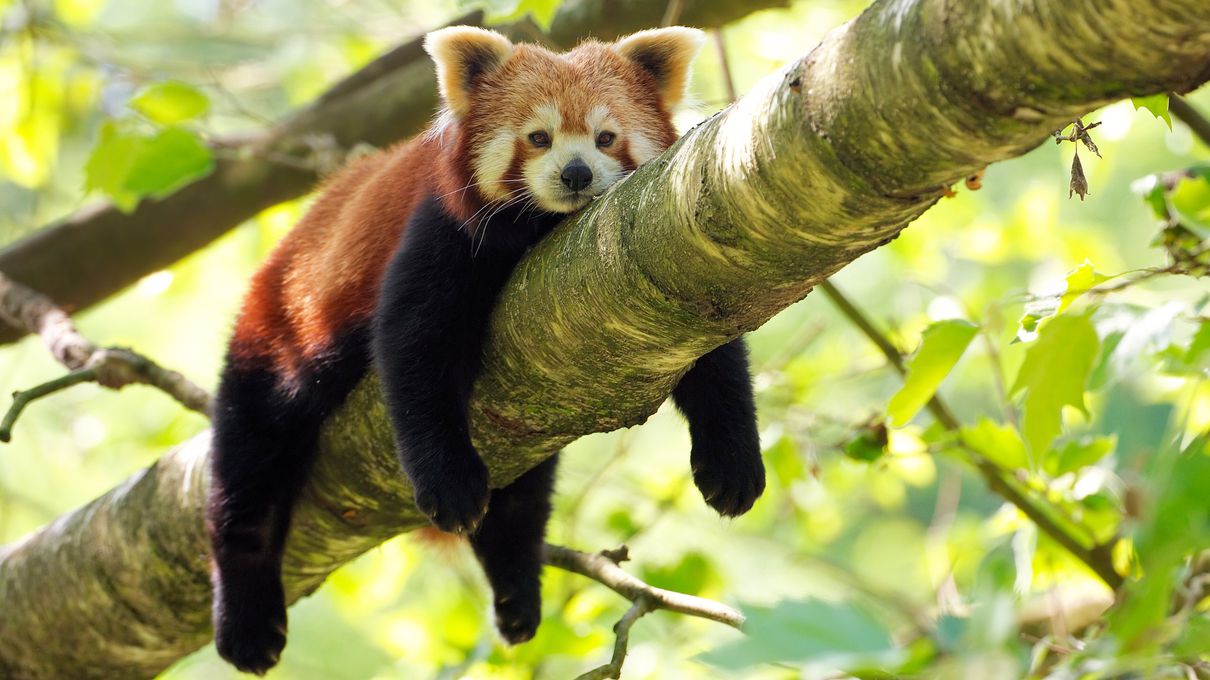 Winter Trivia Quiz Red panda