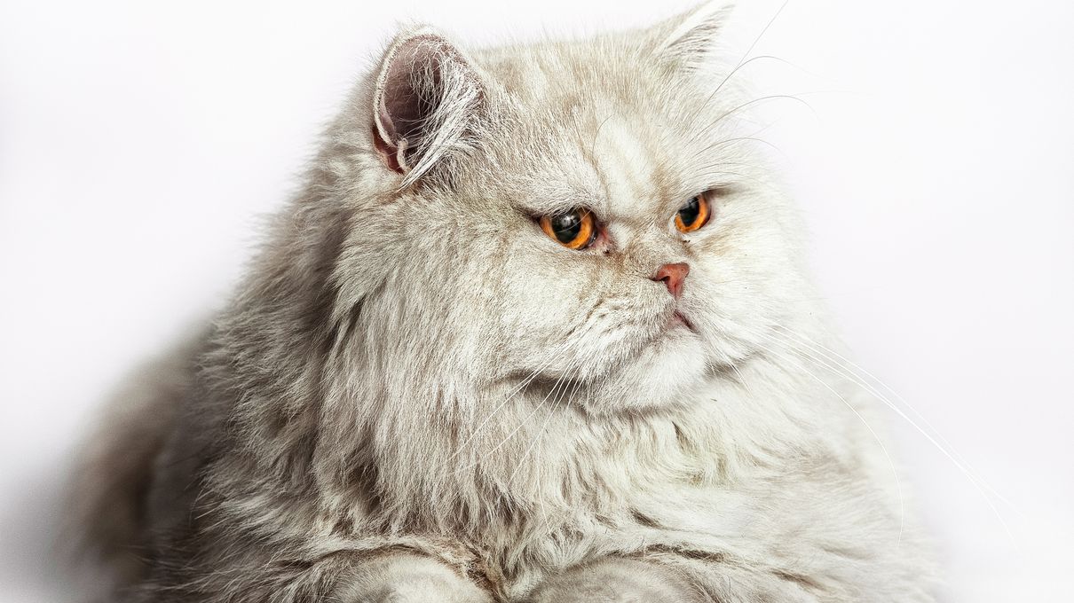 K-Pop Persona Quiz Persian cat