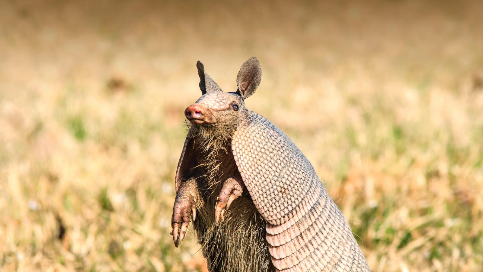 Can We Accurately Guess Your Zodiac Element Just by the Team of Animals You Build? Armadillo