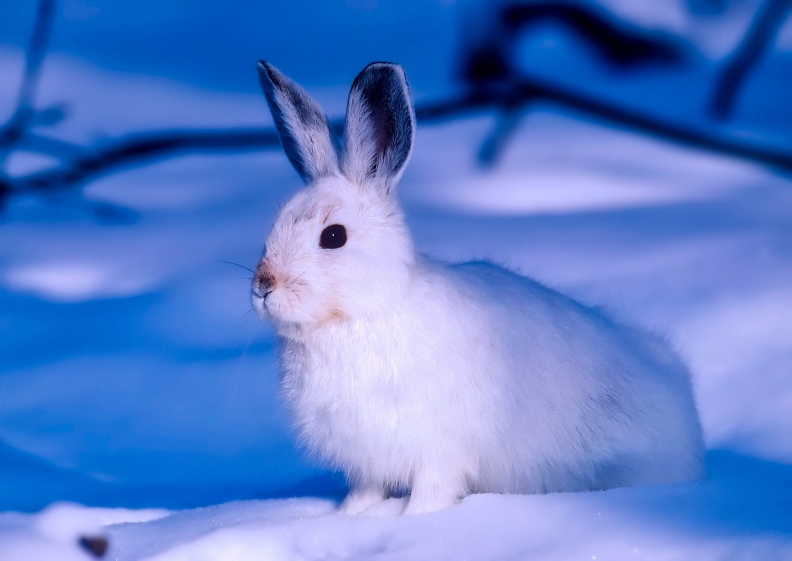 World Wildlife Day Quiz Arctic hare