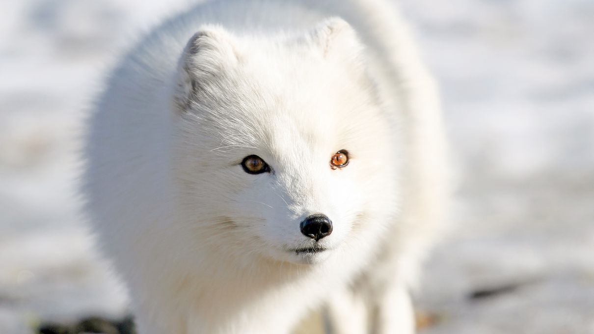 Arctic Vs Antarctic Arctic fox
